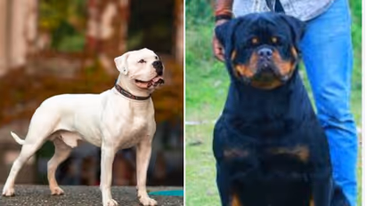 നായപ്രേമികള്ക്ക് സന്തോഷിക്കാം,അമേരിക്കന്ബുള്ഡോഗും,റോട്ട് വീലറും ഇറക്കുമതി ചെയ്യാം,വില്ക്കാം,വിലക്ക് നീങ്ങി