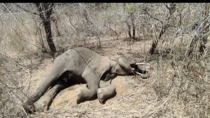Karnataka: Ramanagara faces wildlife threat as severe drought fuels forest wildfires