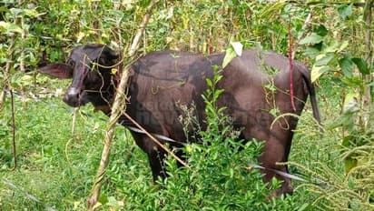 മലപ്പുറത്ത് എരുമക്ക് നേരെ കുറുക്കന്മാരുടെ കൂട്ട ആക്രമണം; എരുമയുടെ വാൽ കുറുക്കന്മാര് കടിച്ചെടുത്തു