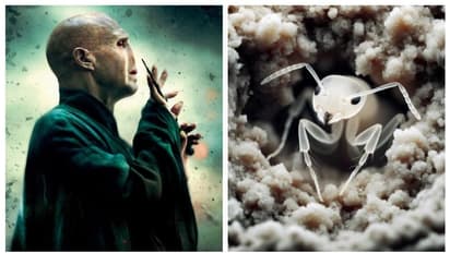 രോമാവൃതമായ മെലിഞ്ഞ ശരീരം; ഭൂമിക്കടിയിലെ ഭീകരൻമാരായ വേട്ടക്കാരന് ഹാരി പോർ‌ട്ടർ കഥയിലെ വില്ലന്‍റെ പേര്