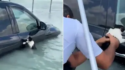 Dubai floods: Video of cat saved after being found clinging to car door amidst rainfall moves internet (WATCH)