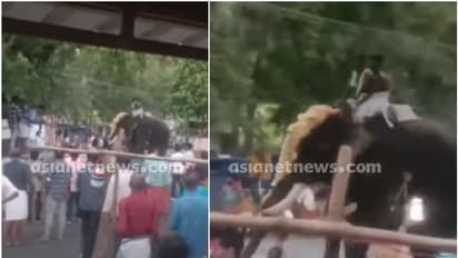 ഉച്ചത്തിലുള്ള ഡിജെ മ്യൂസിക് കേട്ട് വേലയ്ക്കിടെ ആന ഇടഞ്ഞു; ഒഴിഞ്ഞത് വലിയ അപകടം- വീഡിയോ