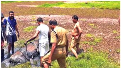 പുല്ല് തിന്നുന്നതിനിടയിൽ പശു ചതുപ്പുനിലത്തിൽ പൂണ്ടുപോയി; കരയ്ക്ക് കയറാനാവാതെ വന്നപ്പോൾ രക്ഷകരായ ഫയർഫോഴ്സ്