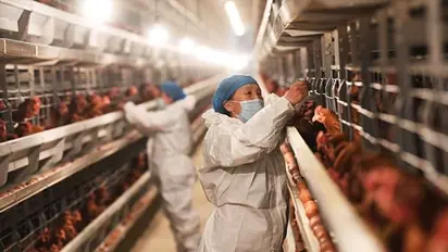 'Enormous concern': WHO warns of rising threat from H5N1 avian flu transmission to humans