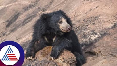 ಕರಡಿ ದಾಳಿಗೆ ವೃದ್ಧ ಬಲಿ, ಅರಣ್ಯಾಧಿಕಾರಿಗಳ ವಿರುದ್ಧ ಗ್ರಾಮಸ್ಥರು ಆಕ್ರೋಶ