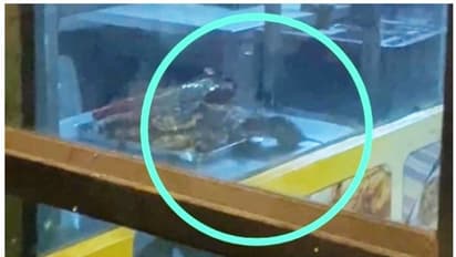 ഭക്ഷണം വാങ്ങാനെത്തിയപ്പോൾ അൽഫാം ആസ്വദിച്ച് കഴിക്കുന്ന എലി; ഫോട്ടോയെടുത്തത് ഉപഭോക്താവ്, പിന്നാലെത്തി അധികൃതർ