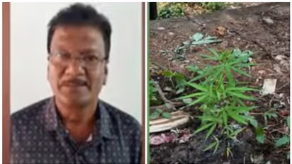 രഹസ്യവിവരത്തെ തുടർന്ന് പരിശോധനക്കെത്തി പൊലീസ്, വീട്ടുവളപ്പിൽ 2 കഞ്ചാവ് ചെടികൾ, വീട്ടുടമ അറസ്റ്റിൽ