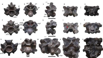 ಪುರಾಣದಲ್ಲಿ ಉಲ್ಲೇಖಿತ ಶ್ರೀಕೃಷ್ಣನೊಂದಿಗೆ ನಂಟು ಹೊಂದಿರುವ ದೈತ್ಯ ಹಾವು ವಾಸುಕಿ ಇದ್ದಿದ್ದು ನಿಜ!