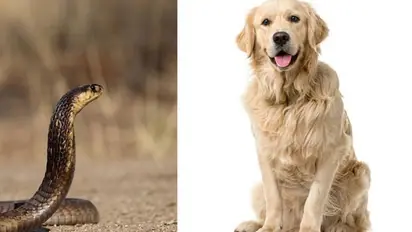 स्नैक एंड डॉग फ्री स्टेट है भारत का ये इकलौता राज्य- यहां टूरिस्टों को इसलिए नहीं मिलती इंट्री?