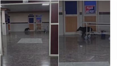 മെഡിക്കൽ കോളേജിലെ കാഷ്വാലിറ്റിയിലേക്ക് പാഞ്ഞു കയറി കാട്ടുപന്നി; പരിഭ്രാന്തി സൃഷ്ടിച്ച് ഒപി വഴി പുറത്തേക്ക്