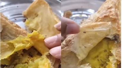 കോളേജ് കാന്റീനിൽ നിന്ന് വാങ്ങിയ സമോസയ്ക്കുള്ളിൽ ചത്ത ഉറുമ്പുകൾ, വീഡിയോ വൈറൽ