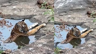 ಅಯ್ಯೋ ಫುಲ್ ಸೆಖೆ ಗುರು... ನ್ಯಾಚುರಲ್  ಸ್ವಿಮ್ಮಿಂಗ್ ಫುಲ್‌ನಲ್ಲಿ ಚಿಲ್‌ ಮಾಡ್ತಿರುವ ಟೈಗರು.!