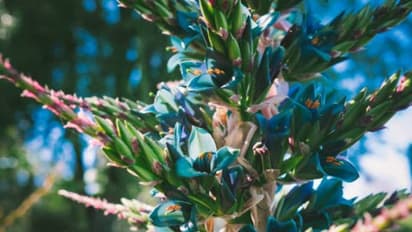 യുകെയിലെ 'നീലക്കുറിഞ്ഞി' പൂത്തു, അപൂർവമായ കാഴ്ച കാണാൻ ജനപ്രവാഹം 