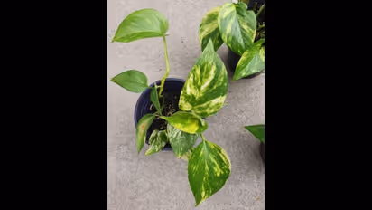 Keeping plants to burning incense sticks: 5 Vastu tips to attract money 