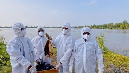 താറാവുകൾ കൂട്ടത്തോടെ ചത്തതോടെ പരിശോധന; കോട്ടയം പായിപ്പാട് പഞ്ചായത്തിലും പക്ഷിപ്പനി സ്ഥിരീകരിച്ചു