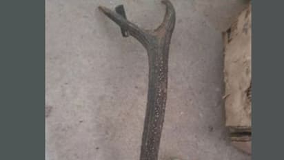 പൊലീസിന് രഹസ്യവിവരം, ഷഫീഖിന്റെ വീട്ടിലെത്തിയപ്പോൾ എല്ലാം ബോധ്യമായി, കണ്ടെത്തിയത് മാൻകൊമ്പും ആയുധങ്ങളും