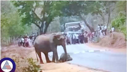 ಬಂಡೀಪುರ- ಊಟಿ ಹೆದ್ದಾರಿಯಲ್ಲಿ ಹುಲಿ ದಾಳಿ; ಮರಿಯಾನೆ ಸಾವಿನಿಂದ ರಸ್ತೆಯಿಂದ ಕದಲದ ತಾಯಿ ಆನೆ
