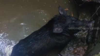 കട്ടപ്പനയിൽ കാട്ടുപന്നി കിണറ്റിൽ വീണു; വനം വകുപ്പ് ഉദ്യോഗസ്ഥരെത്തി വെടിവച്ചു കൊന്നു