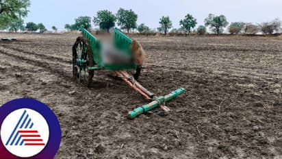 ಕಲಬುರಗಿ: ಎತ್ತಿನಬಂಡಿಯಲ್ಲಿ ಮನೆಗೆ ಬರುವಾಗ ಸಿಡಿಲು ಬಡಿದು ಬಾಲಕ ದುರ್ಮರಣ! 