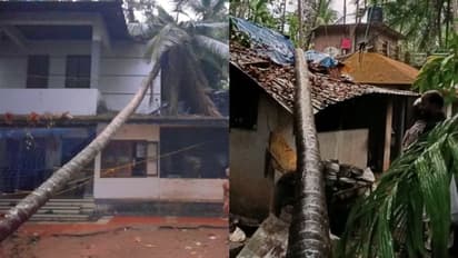 വേനല് മഴയും കാറ്റും; മരങ്ങള് കടപുഴകി വീണ് നാശനഷ്ടം, നാല് വീടുകളും വൈദ്യുത പോസ്റ്റുകളും തകർന്നു