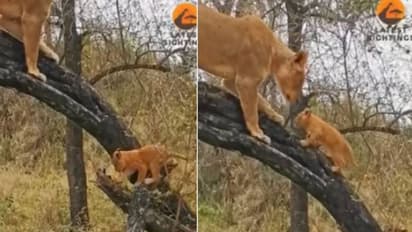 'ഒന്നുമില്ലെങ്കിലും നീയൊരു സിംഹക്കുഞ്ഞല്ലേ, ഇതൊക്കെ സിംപിള്‍'; കുഞ്ഞുങ്ങളെ മരം കയറ്റം പഠിപ്പിക്കുന്ന അമ്മസിംഹം