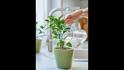 కిచెన్ లో మొక్కలు పెడితే ఏమౌతుంది..?