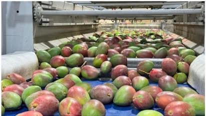 ജോർദാൻകാർ ഇനി സൗദി മാമ്പഴം രുചിക്കും; 24 ടൺ മാമ്പഴങ്ങൾ കയറ്റുമതി ചെയ്തു