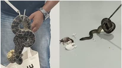 പതിവ് പരിശോധനയിൽ സംശയം തോന്നി; വിമാനത്താവളത്തിൽ അനക്കോണ്ടകളുമായി യാത്രക്കാരൻ, അറസ്റ്റ് ചെയ്ത് കസ്റ്റംസ്