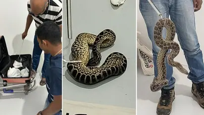 Karnataka: Passenger from Bangkok arrested with 10 yellow anacondas at Bengaluru airport (See PHOTOS)