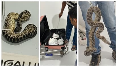 ബാങ്കേക്കില് നിന്ന് ബെംഗളൂരുവിലേക്ക്, ബാഗിലൊളിപ്പിച്ച് കടത്തിയത് 10 മഞ്ഞ അനക്കോണ്ടകളെ; ഒടുവില് പിടിയില്