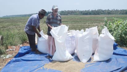 207 കോടി കേന്ദ്ര വിഹിതം കുടിശ്ശിക, നെല്ല് സംഭരണത്തിന് 50 കോടി അനുവദിച്ച് കേരളം