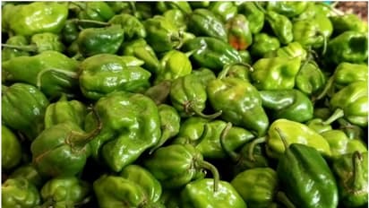 കിലോക്ക് 250, പക്ഷേ കൈയില് വിളവില്ല, കര്ഷകര്ക്കിത് കണ്ണീര്ക്കാലം