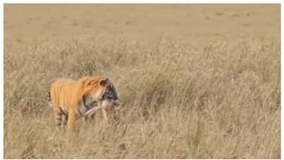 'കടുവ മണം പിടിച്ച് വേട്ടയാടി'യെന്ന് ഐഎഎസ് ഓഫീസർ; 'തിരുത്തുണ്ട് സാർ' എന്ന് സോഷ്യൽ മീഡിയ