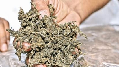 மாட்டு சாணத்தை பொட்டலம் போட்டு கஞ்சா என விற்பனை; முதலீடே இல்லாமல் லட்சாதிபதியாக நினைத்த இளைஞர்கள்