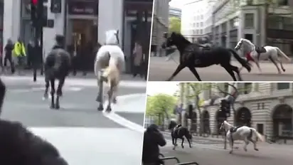 2 Army horses gallop through Central London during rush hour, contained by police amidst chaos (WATCH)