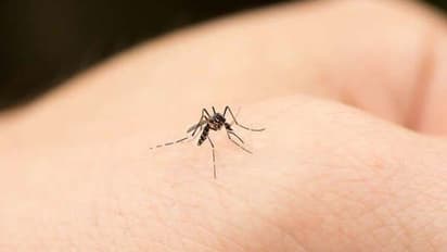 बिना Mosquito Spray के भागेंगे मच्छर,आज ही अपनाएं ये 5 घरेलू नुस्खे