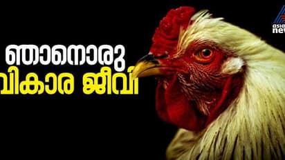  'കോഴി ഒരു വികാര ജീവി'; വികാരം വരുമ്പോള്‍ നിറം മാറുമെന്ന് പഠനം 