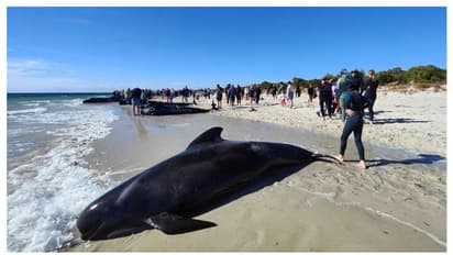 തീരത്ത് വന്ന് കുടുങ്ങി, നൂറോളം പൈലറ്റ് തിമിംഗലങ്ങളെ കടലിലേക്ക് തിരിച്ചയച്ചു, രക്ഷാപ്രവർത്തനം വിജയം