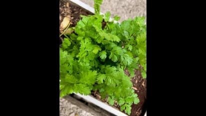 కొత్తిమీర, పుదీనా, కరివేపాకు ఎక్కువ రోజులు నిల్వ ఉండాలంటే ఏం చేయాలో తెలుసా?