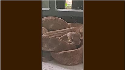 പോളിങ്ബൂത്തിൽ ആറടി നീളമുള്ള അപ്രതീക്ഷിത അതിഥി; പേടിച്ച് ഉദ്യോഗസ്ഥരും വോട്ടർമാരും, വനംവകുപ്പുകാരെത്തി പിടികൂടി