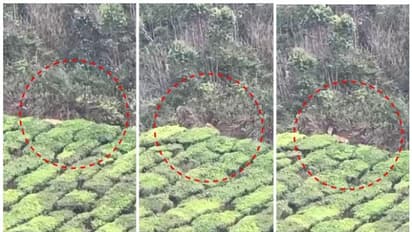 മൂന്നാർ കന്നിമലയിൽ തേയില തോട്ടങ്ങൾക്കടുത്ത് കൂട്ടത്തോടെ കടുവകൾ; പശുക്കളെ കൊല്ലുന്നെന്ന് നാട്ടുകാർ