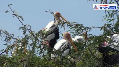 கண்டுகொள்ளாத மாவட்ட நிர்வாகம்; கூந்தன்குளத்தில் வெளிநாட்டு பறவைகள் வரத்து குறைவால் இயற்கை ஆர்வலர்கள் கவலை
