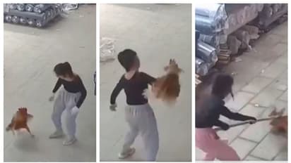 'പോ കോഴി... പോ'; അക്രമിക്കാനെത്തിയ കോഴിയെ ഓടിക്കുന്ന യുവതിയുടെ വീഡിയോയ്‍ക്കെതിരെ സോഷ്യല്‍‌ മീഡിയ 