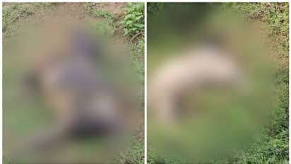 പുൽപ്പള്ളിയിൽ വീണ്ടും കടുവയിറങ്ങിയതായി സംശയം, 2 പശുക്കിടാങ്ങളെ പിടിച്ചു; സ്ഥലത്ത് പരിശോധന നടത്തി വനംവകുപ്പ്