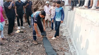 നൂറ് കിലോയോളം ഭാരം; മരക്കുറ്റിയിൽ നിന്നും കൂറ്റൻ പെരുമ്പാമ്പിനെ പിടികൂടി