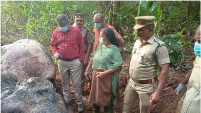 കാട്ടാന ചരിഞ്ഞ നിലയിൽ; വെള്ളം കിട്ടാതെ ചരിഞ്ഞതെന്ന് സംശയം