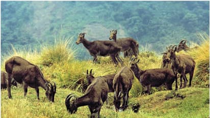 '33 ബ്ലോക്ക്, ഒന്നില് മൂന്നുപേര് വീതം'; രാജമലയിലെ വരയാടുകളുടെ കണക്കെടുപ്പ് നാളെ