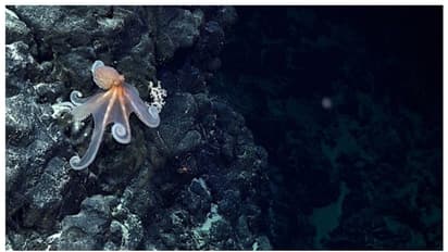 കടലിനടിയിൽ നൂറിലധികം അഗ്നിപർവത കുന്നുകൾ, പുതിയ ജീവിവർ​​​​ഗങ്ങൾ; അത്ഭുതകാഴ്ചയായി ചിലിയന്‍ തീരം 