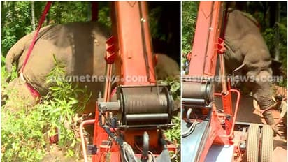 കണ്ടുനിന്നവരുടെയെല്ലാം ചങ്ക് പിടച്ചു; ജീവനറ്റ് ക്രെയിനില് തൂങ്ങിക്കിടന്ന് കൊമ്പൻ-വീഡിയോ