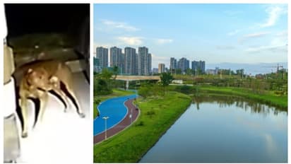 ഉടമ ആത്മഹത്യയ്ക്ക് ശ്രമിച്ചു, പോലീസിനെ വിളിച്ച് വരുത്തി രക്ഷപ്പെടുത്തി വളർത്തുനായ; അഭിനന്ദിച്ച് സോഷ്യൽ മീഡിയ